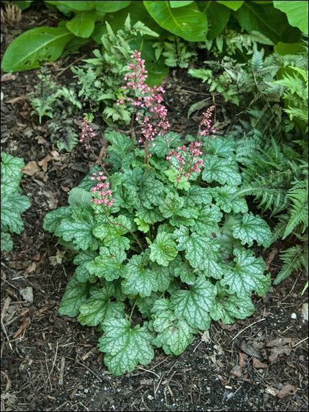 A small plant in a shaded garden.